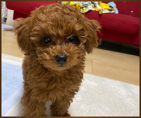 癒し犬ふくの紹介